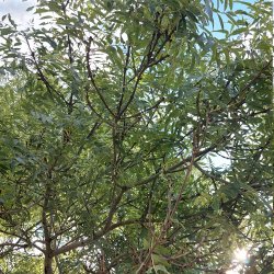 Willow2022-09-17