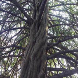 Yew_20250125_124448