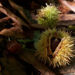 chestnut_sweet_20231015_111908