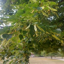 Lime_20250709_080753