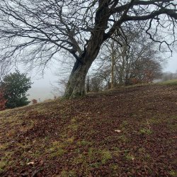 Beech_20250208_102820