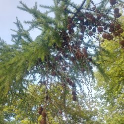 Larch_20250709_080323