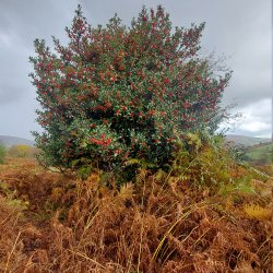 20221030_112418_holly