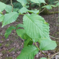 Elm_2025-04-26