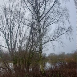 20241226_103217_birch