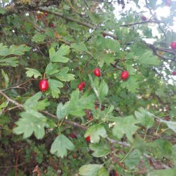 Hawthorn_20250824_111544